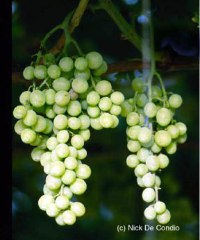 grapesofitaly.jpg